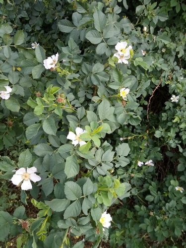 Image of Rosa corymbifera by (c) Vladimír Fuka, some rights reserved (CC BY)