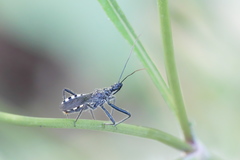 Sphedanolestes lividigaster