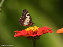 Catasticta nimbice