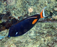 Acanthurus achilles