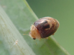 Clitostethus arcuatus