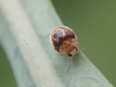 Clitostethus arcuatus