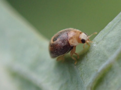 Clitostethus arcuatus