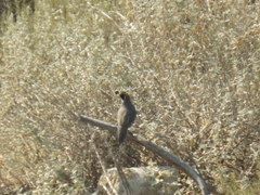 Callipepla californica