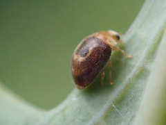Clitostethus arcuatus