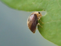 Clitostethus arcuatus
