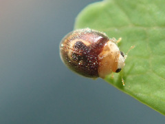 Clitostethus arcuatus