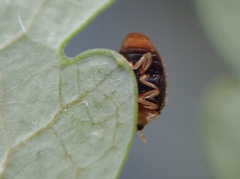 Clitostethus arcuatus