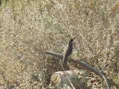 Callipepla californica
