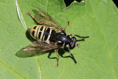 Temnostoma excentrica
