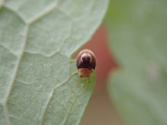 Clitostethus arcuatus
