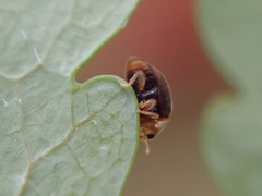 Clitostethus arcuatus