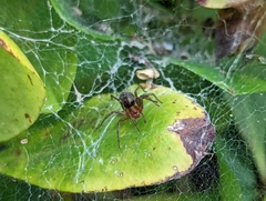 Agelena labyrinthica