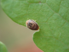 Clitostethus arcuatus