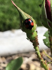 Harmonia axyridis