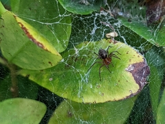 Agelena labyrinthica