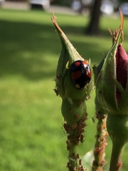 Harmonia axyridis