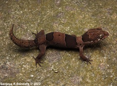 Cyrtodactylus yakhuna