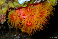 Tubastraea
