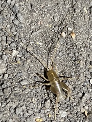 Ceuthophilus californianus