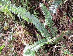 Pellaea rotundifolia
