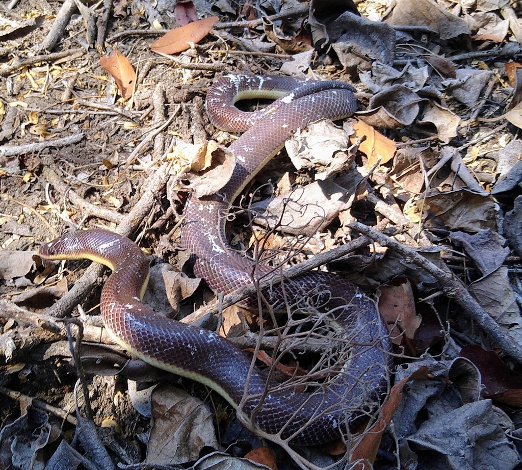 Mexican Burrowing Python from 28804 Col., México on June 8, 2022 at 04: ...