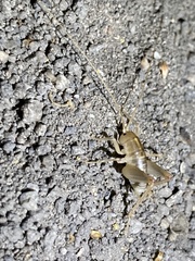 Ceuthophilus californianus