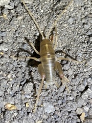 Ceuthophilus californianus