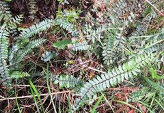 Pellaea rotundifolia