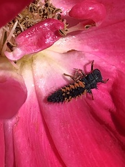 Harmonia axyridis