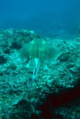 Dasyatis