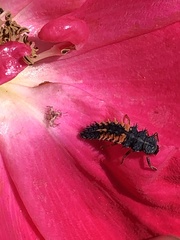 Harmonia axyridis