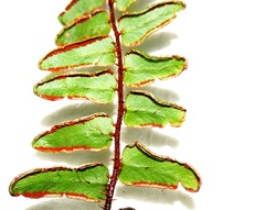 Pellaea rotundifolia