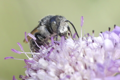 Coelioxys afer