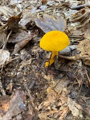 Aureoboletus auriflammeus