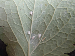 Aleyrodes proletella