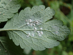 Aleyrodes proletella