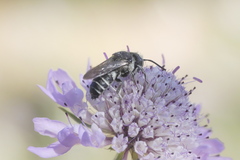 Coelioxys afer