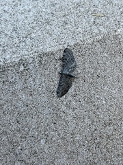 Eupithecia miserulata