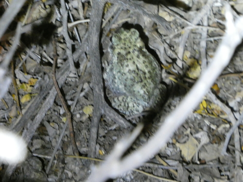 iNaturalist observation photo of Red-spotted Toad