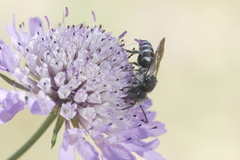 Coelioxys afer