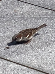 Passer domesticus
