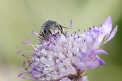 Coelioxys afer