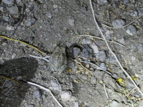 iNaturalist observation photo of Red-spotted Toad
