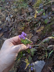 Gentianella quinquefolia
