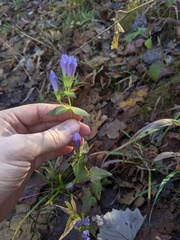 Gentianella quinquefolia