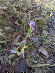 Gentianella quinquefolia