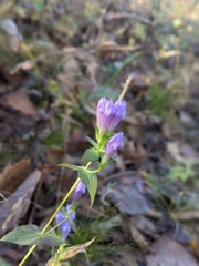 Gentianella quinquefolia