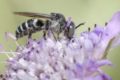 Coelioxys afer