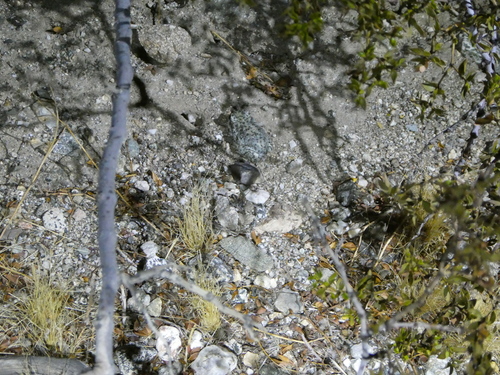 iNaturalist observation photo of Red-spotted Toad